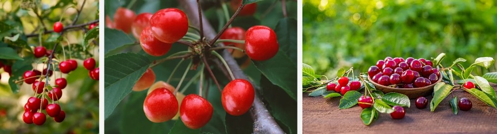 Acerola Cherry Powder..jpg